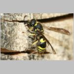 Ancistrocerus nigricornis - Lehmwespe 16a.jpg